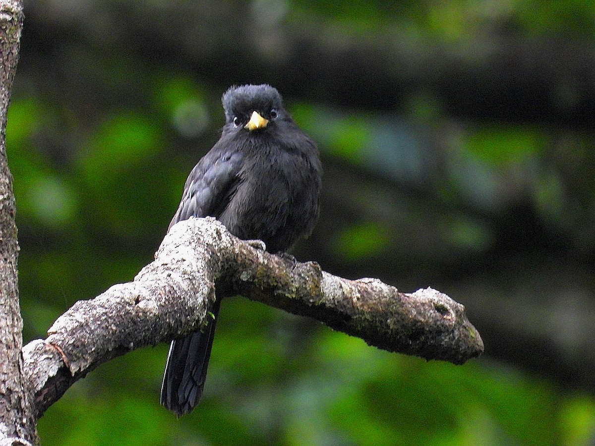 Silver-beaked Tanager - Luis Urueña - Manakin Nature Tours