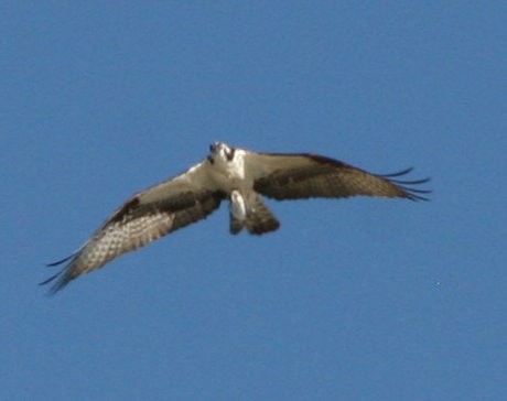 Osprey - ML633248750