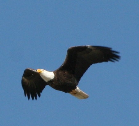 Bald Eagle - ML633248757
