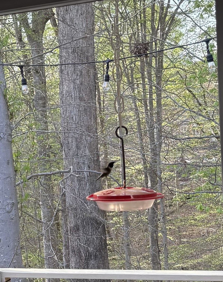 Ruby-throated Hummingbird - ML633248990