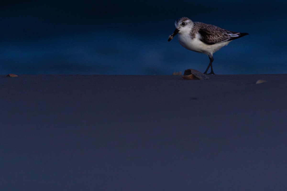 Sanderling - ML633249013