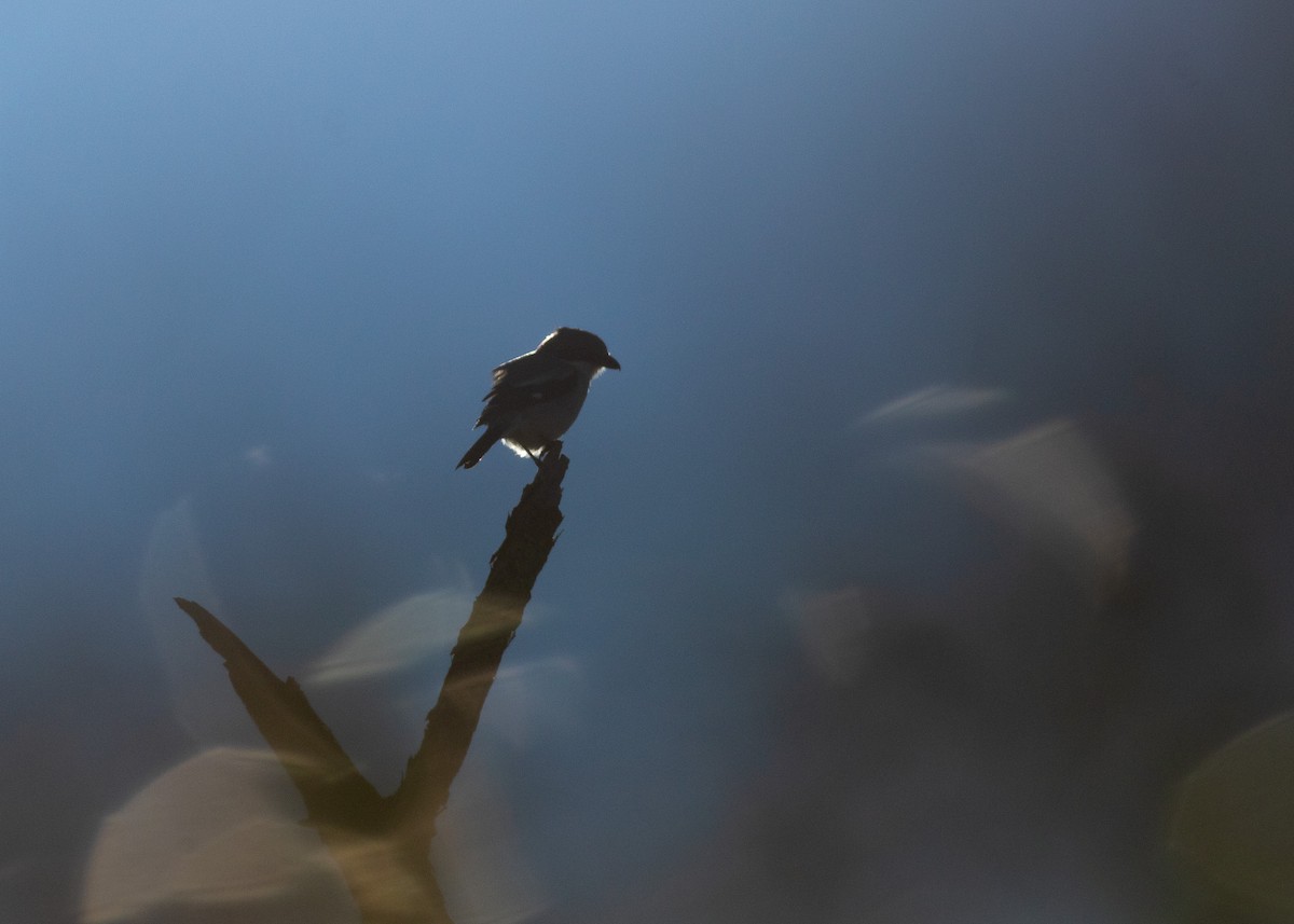 Loggerhead Shrike - ML633249065