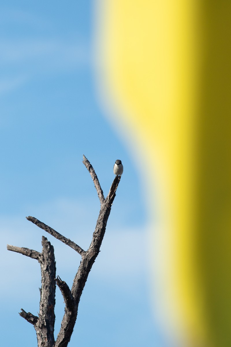 Loggerhead Shrike - ML633249067