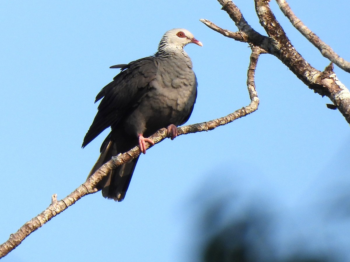 Andaman Wood-Pigeon - ML633249097
