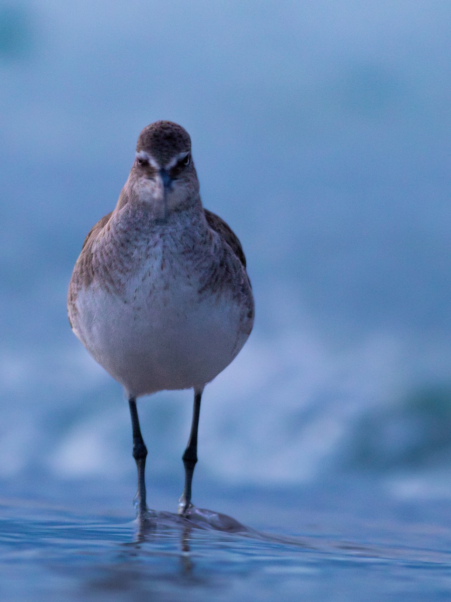 Willet (Western) - ML633249103