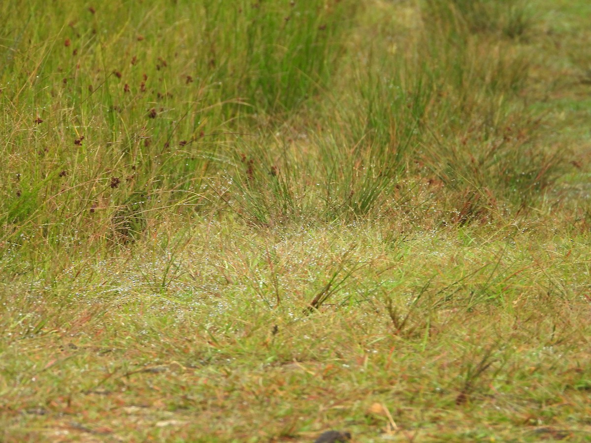 キジインコ（wallicus） - ML633249138