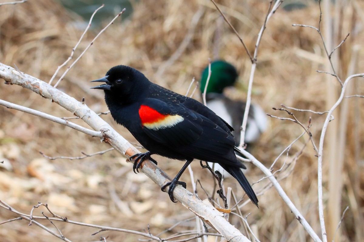 Red-winged Blackbird - ML633249142