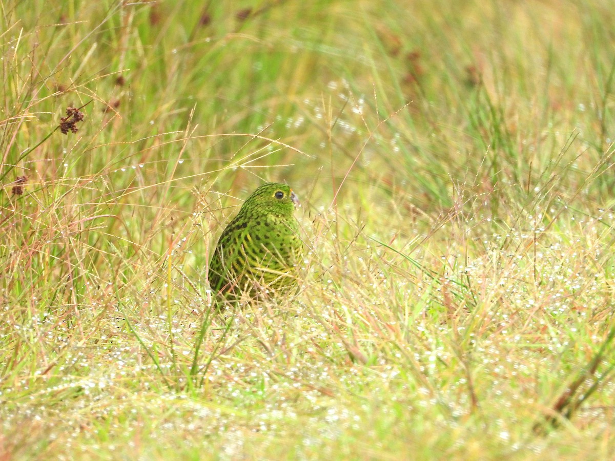 キジインコ（wallicus） - ML633249172