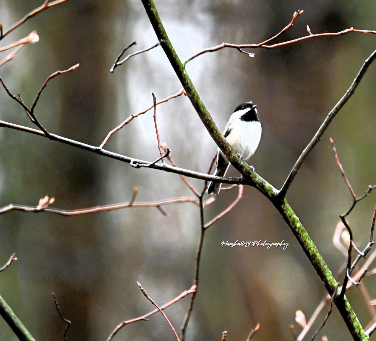 Black-capped Chickadee - ML633249264