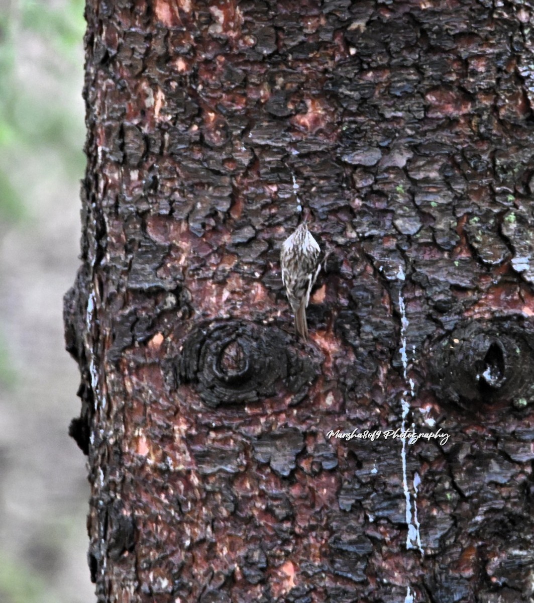 Brown Creeper - ML633249354