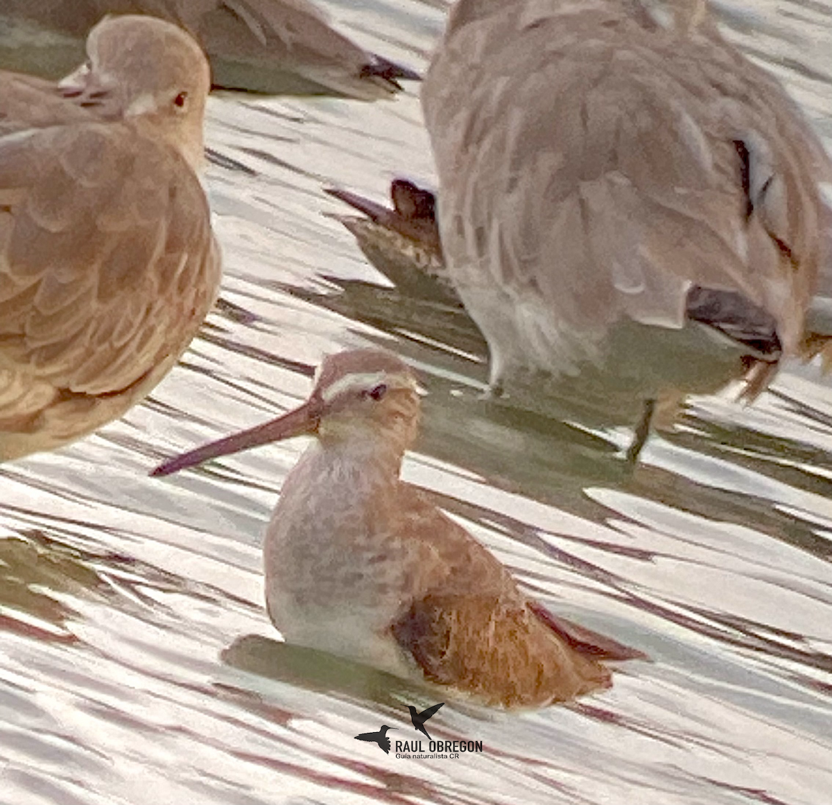Short-billed Dowitcher - ML633249387