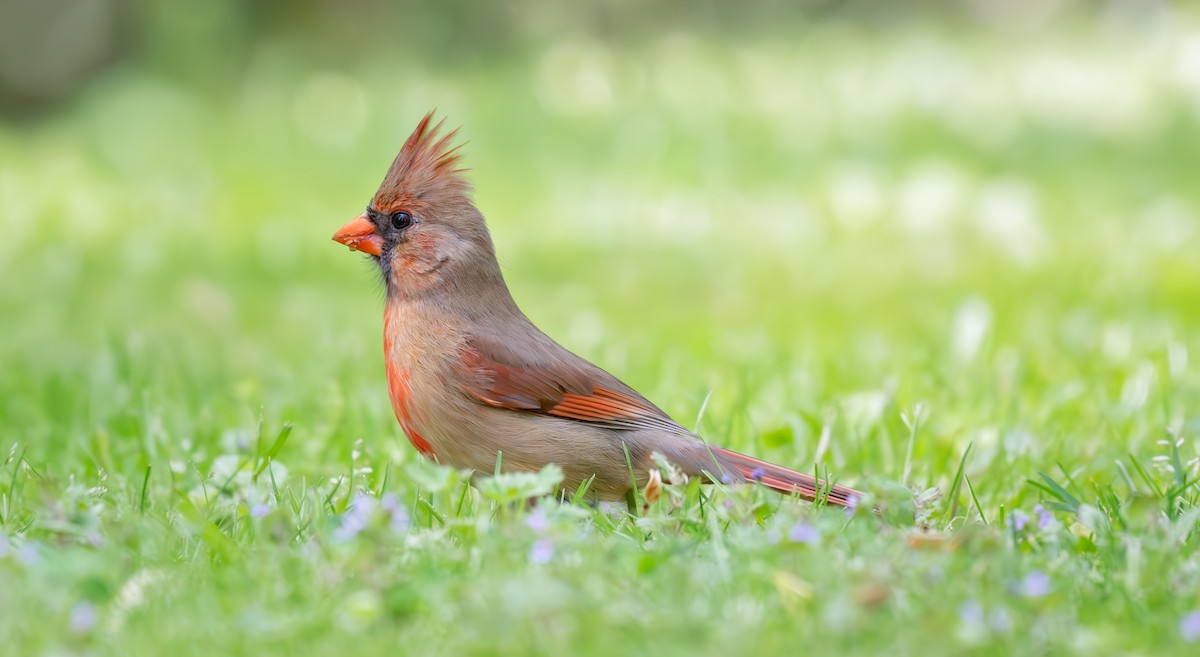 Northern Cardinal - ML633249436