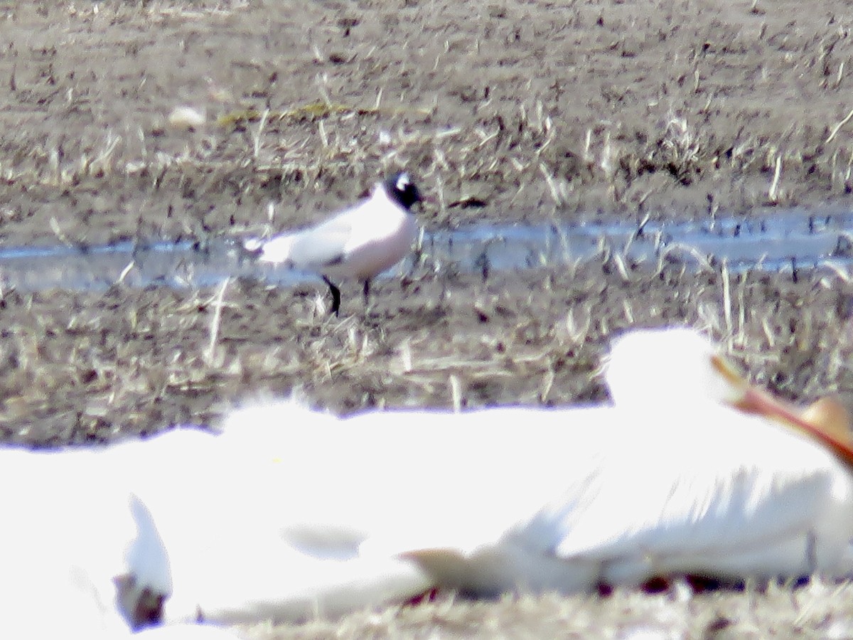 Franklin's Gull - ML633249491