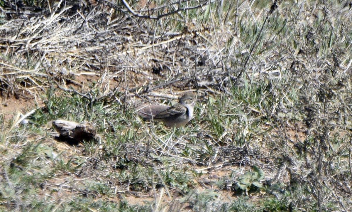 Brewer's Sparrow - ML633249592