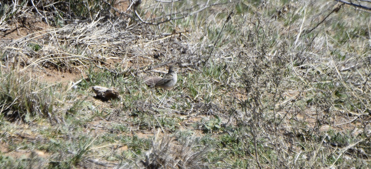 Brewer's Sparrow - ML633249593