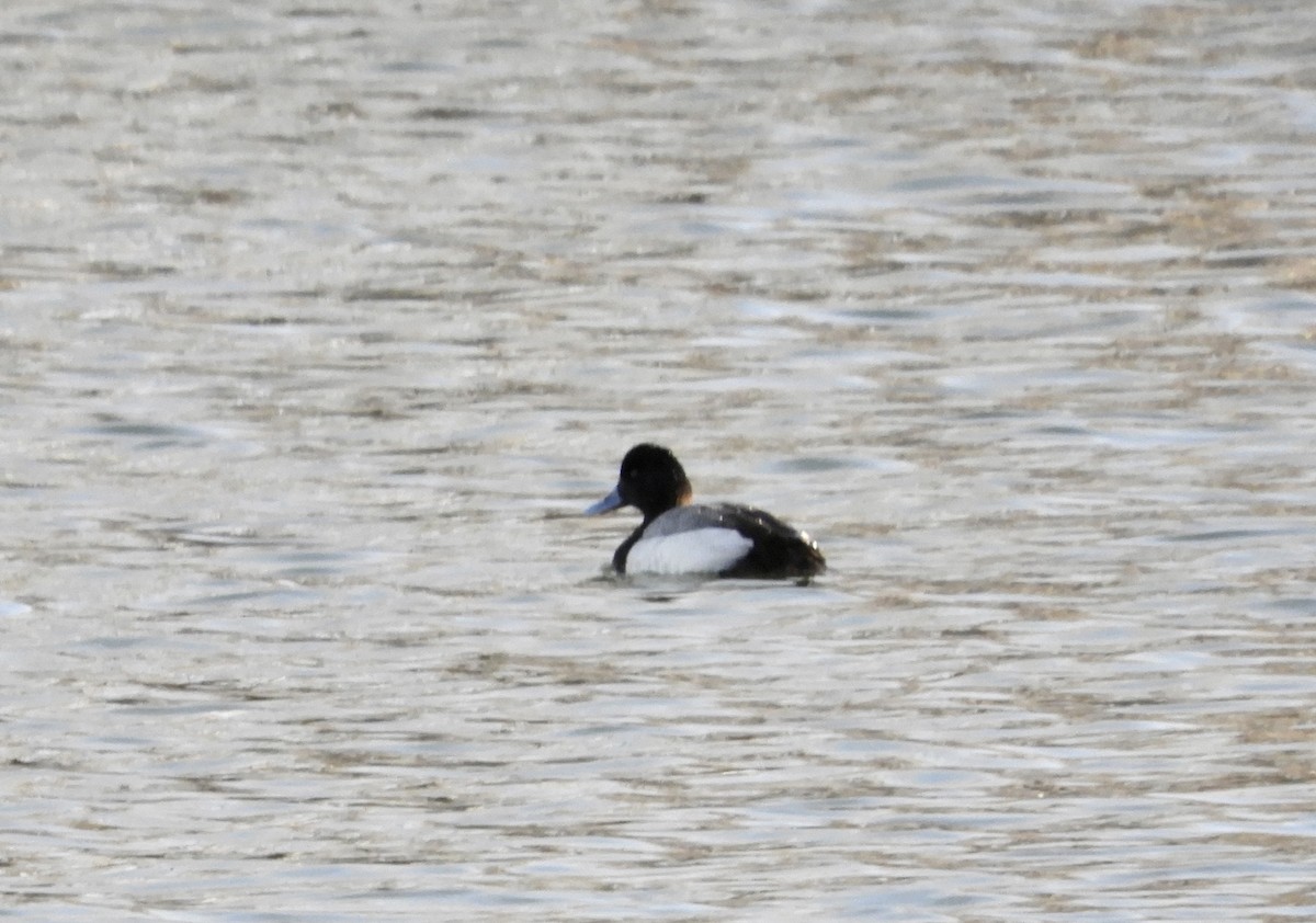 Lesser Scaup - ML633249614