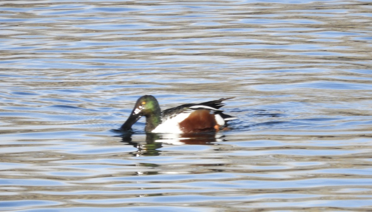Northern Shoveler - ML633249632