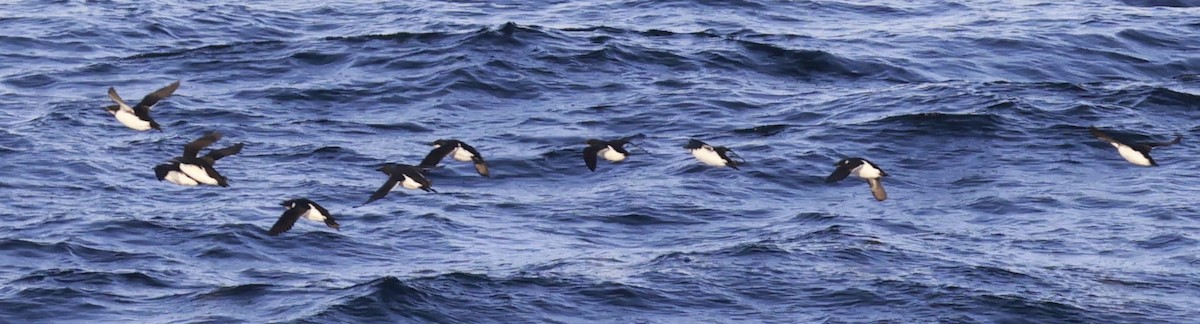 Guillemot de Brünnich - ML633249769