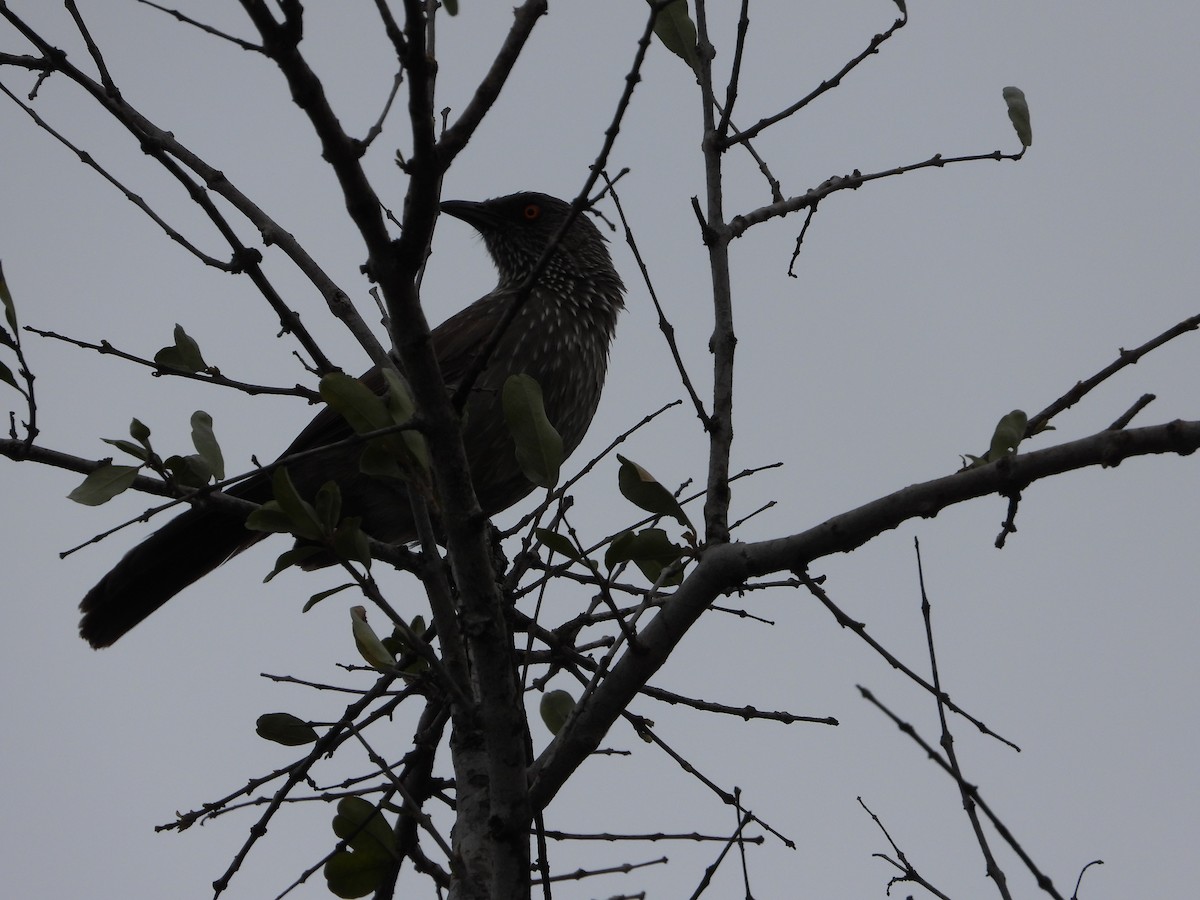Arrow-marked Babbler - ML633249821