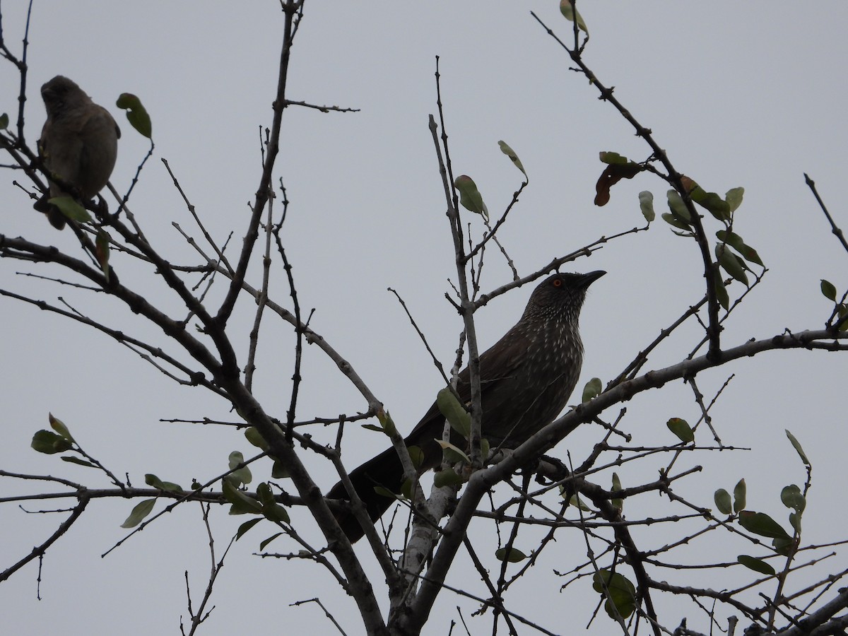 Arrow-marked Babbler - ML633249823