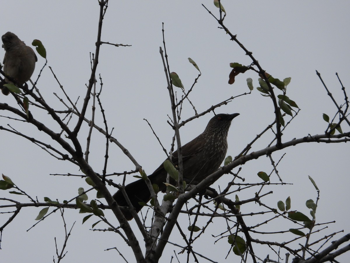 Arrow-marked Babbler - ML633249824