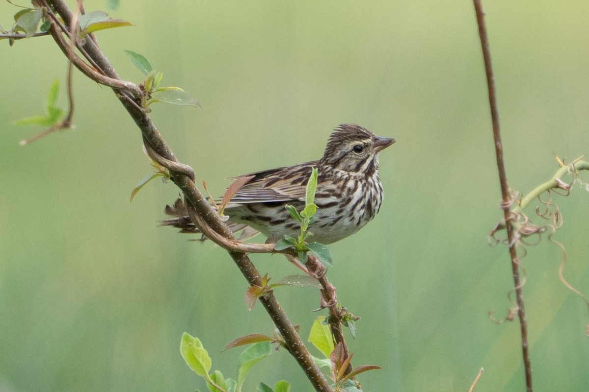 Savannah Sparrow - ML633249931