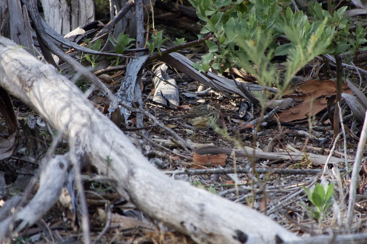 Speckled Warbler - ML633249962