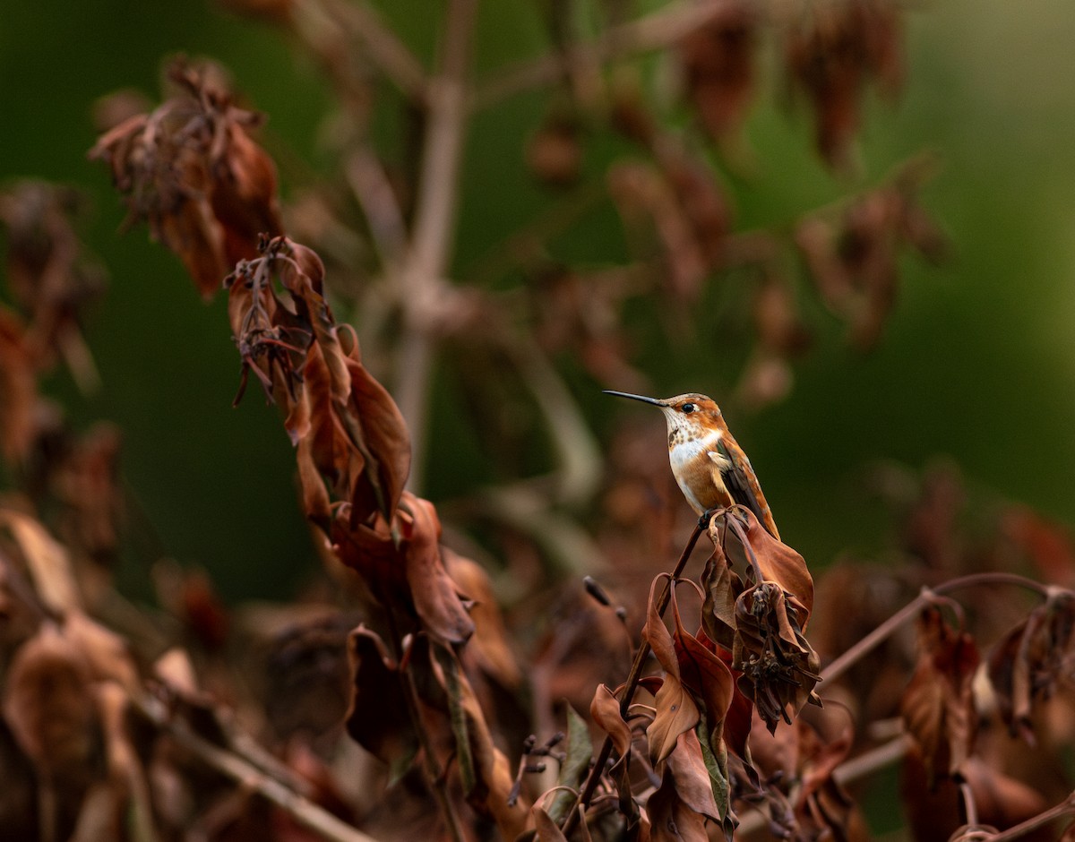 Rufous Hummingbird - ML633249971