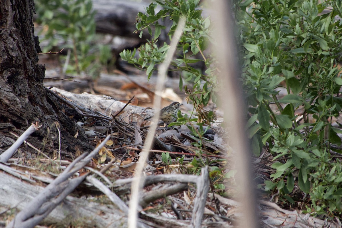 Speckled Warbler - ML633249995