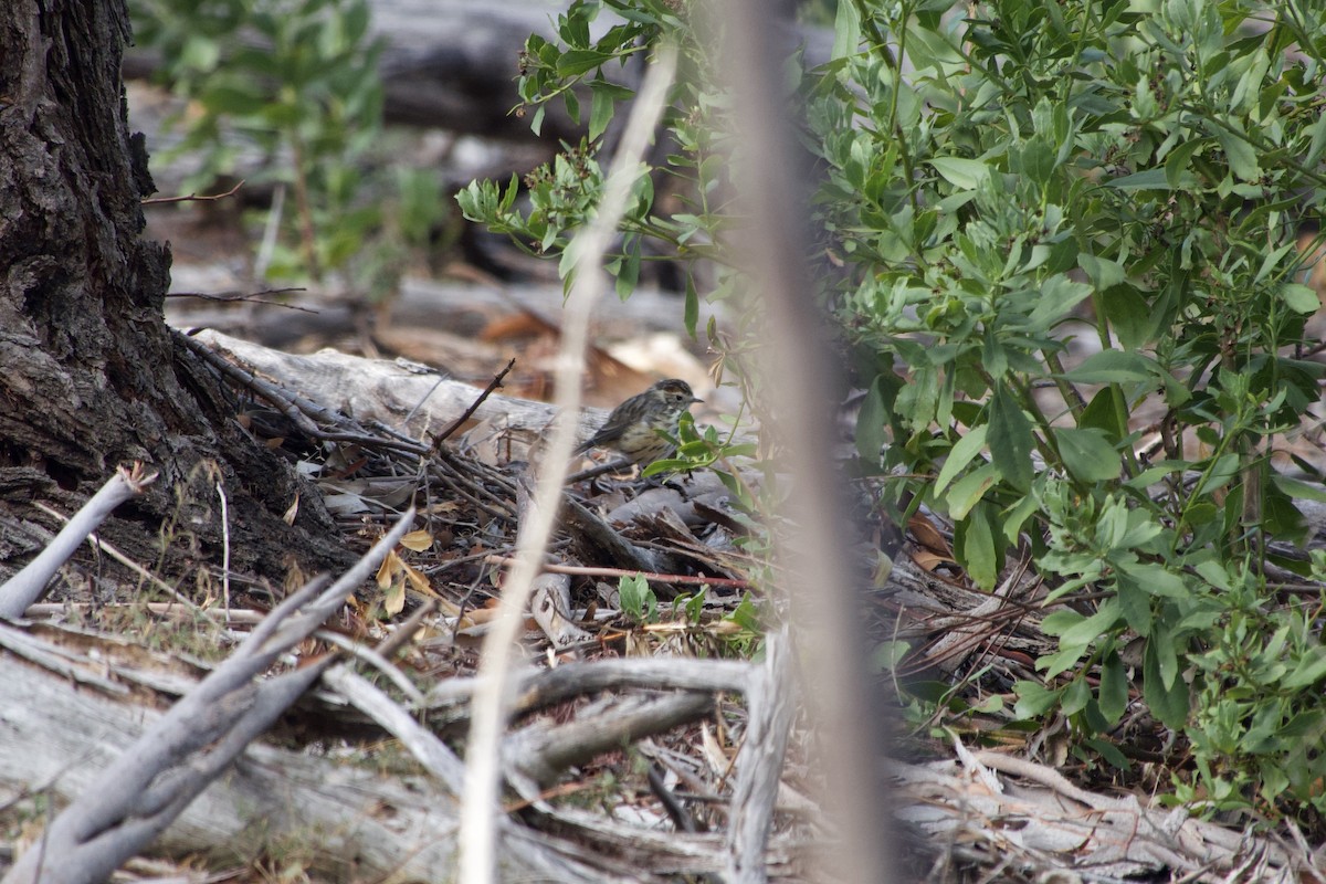 Speckled Warbler - ML633250030