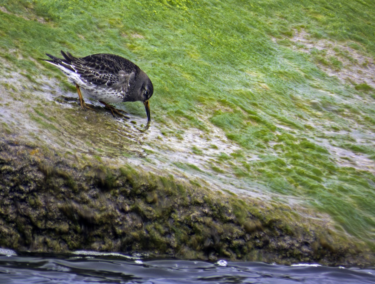 Purple Sandpiper - ML633250047