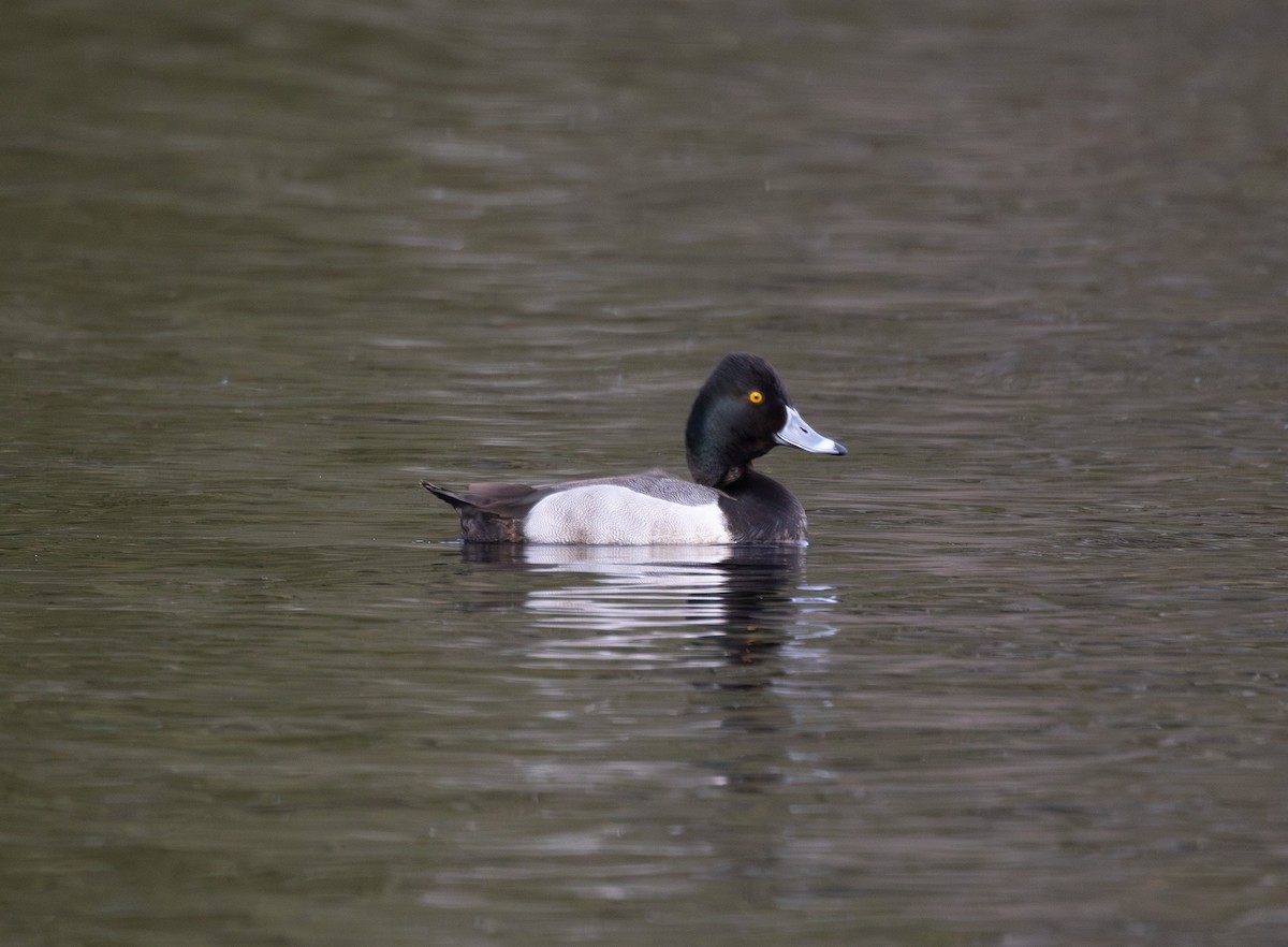 Ring-necked Duck x scaup sp. (hybrid) - ML633250085