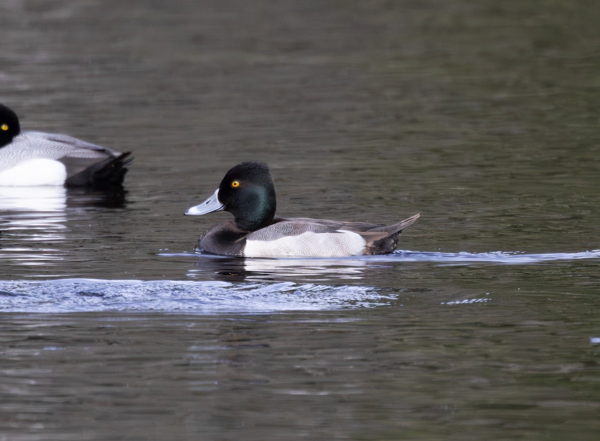 Ring-necked Duck x scaup sp. (hybrid) - ML633250090