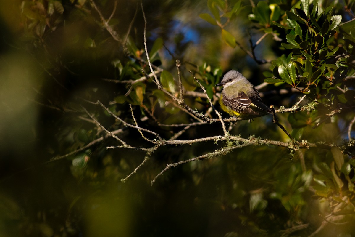 Western Kingbird - ML633250115