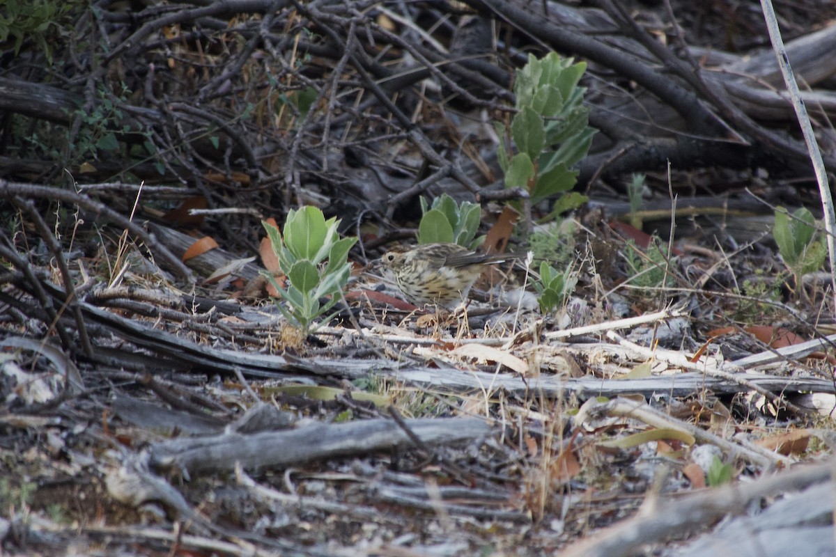 Speckled Warbler - ML633250116