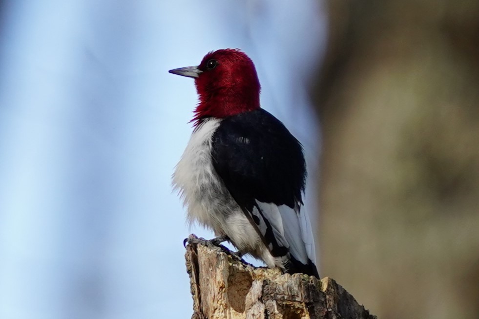 Red-headed Woodpecker - ML633250120