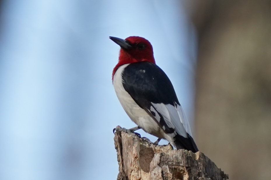 Red-headed Woodpecker - ML633250121