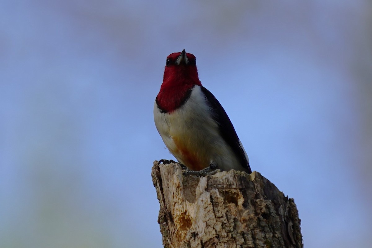 Red-headed Woodpecker - ML633250122