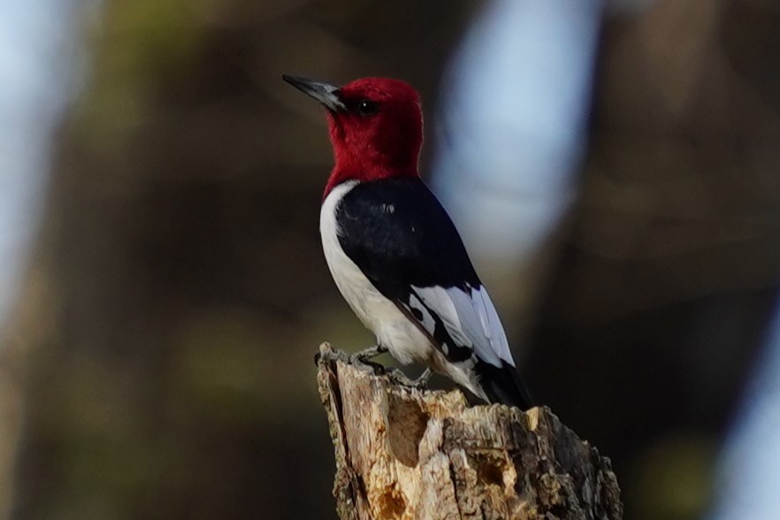 Red-headed Woodpecker - ML633250124