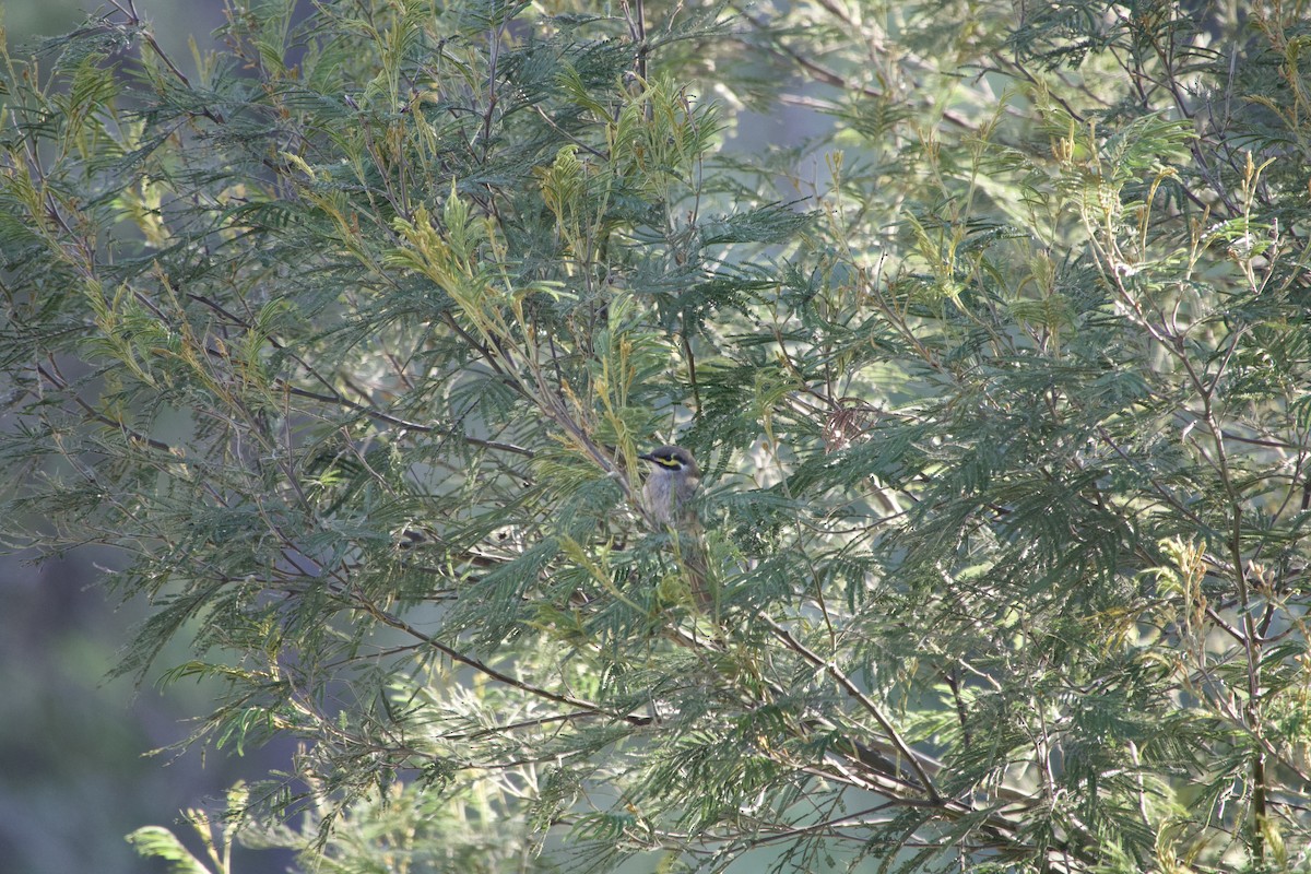 Yellow-faced Honeyeater - ML633250212