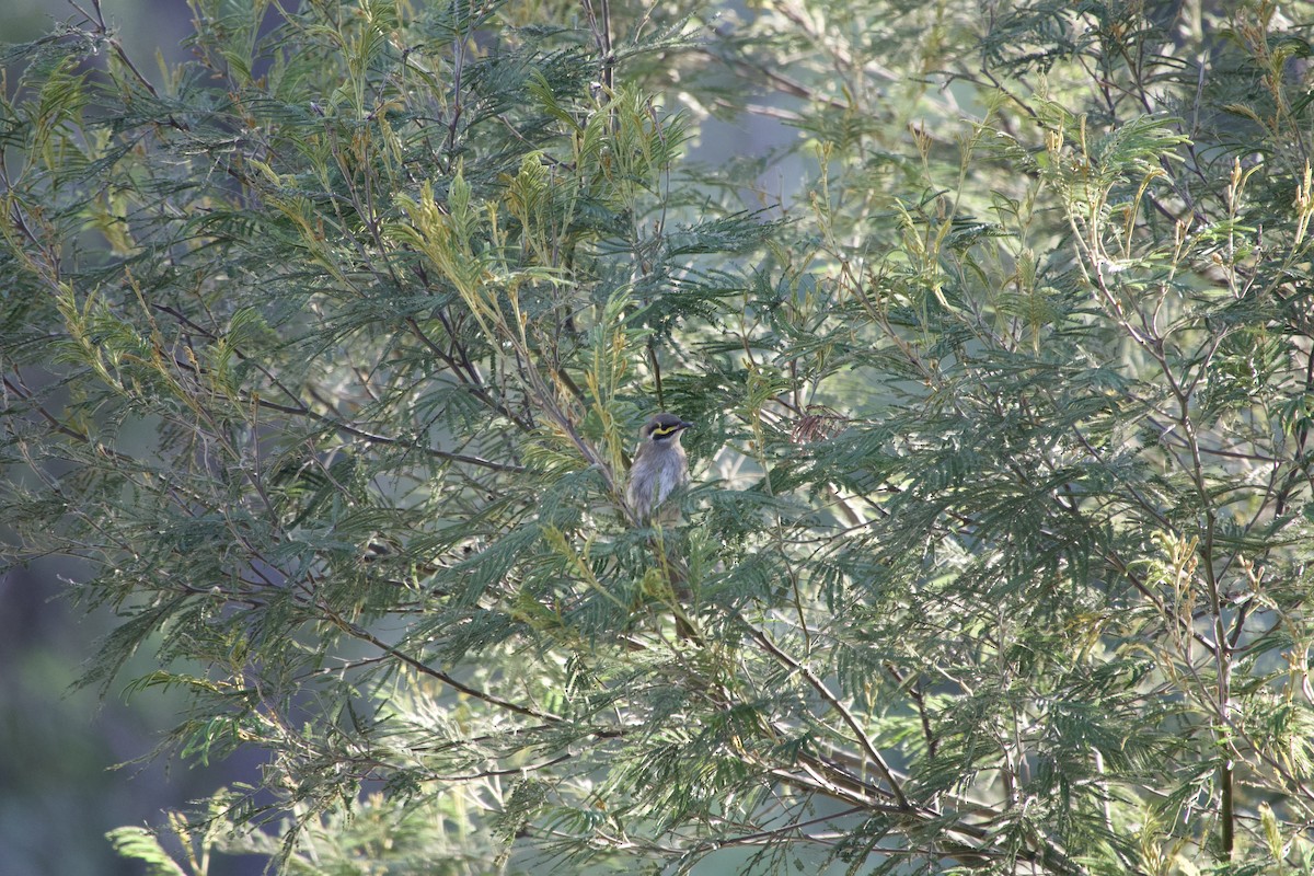 Yellow-faced Honeyeater - ML633250213