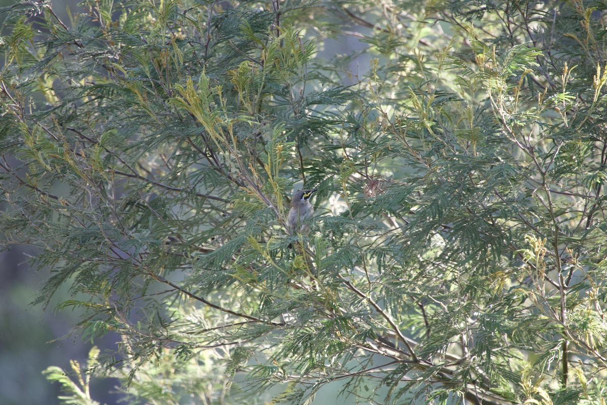 Yellow-faced Honeyeater - ML633250214