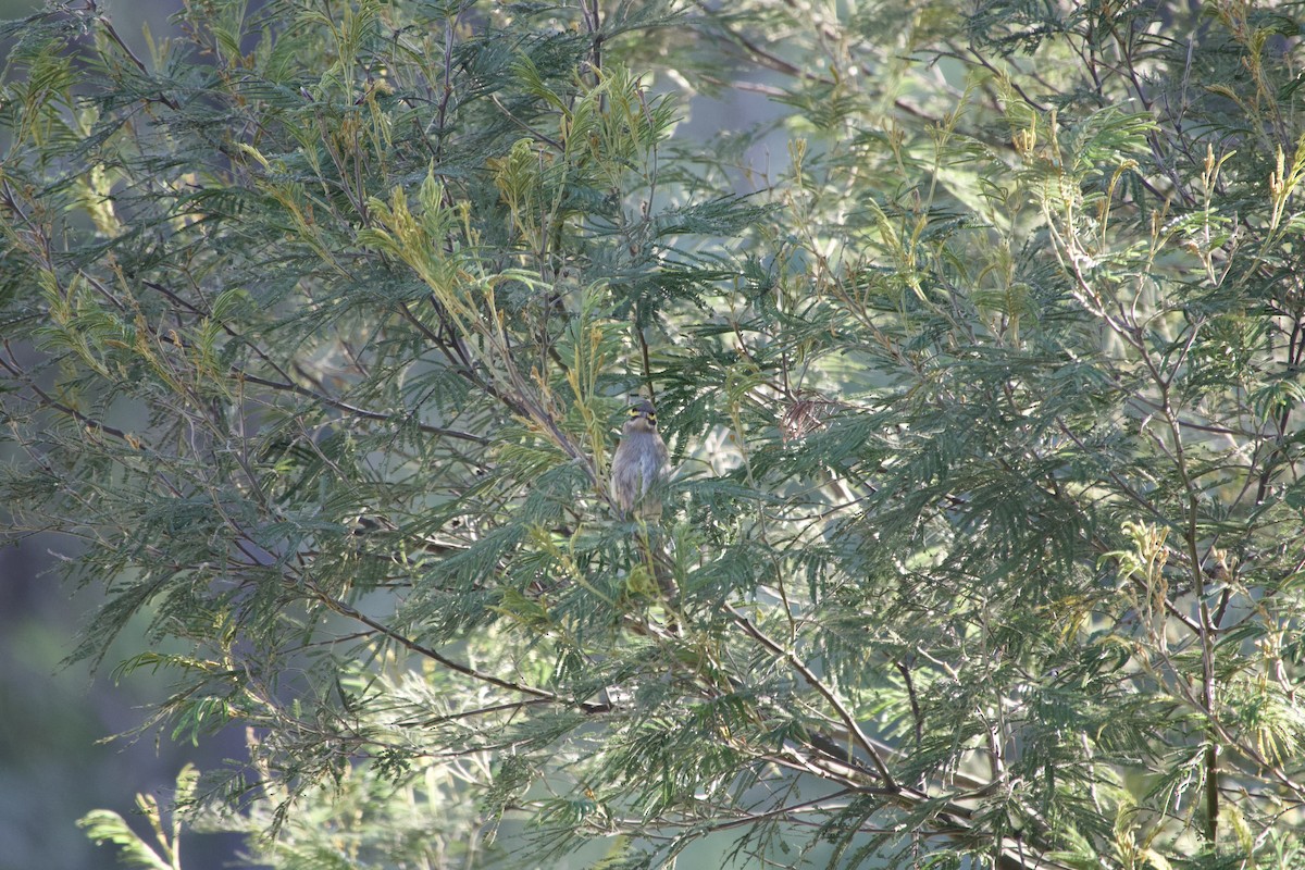 Yellow-faced Honeyeater - ML633250216