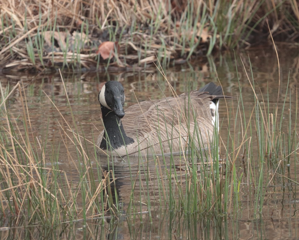Canada Goose - Alex T