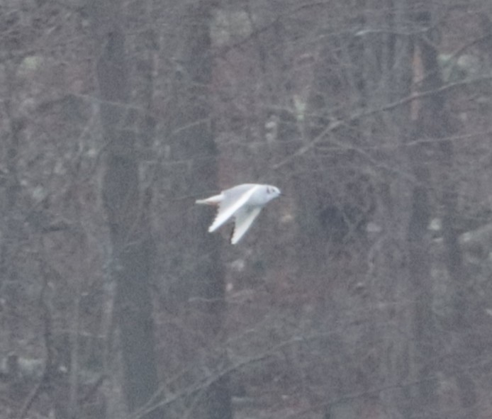 Bonaparte's Gull - Alex T