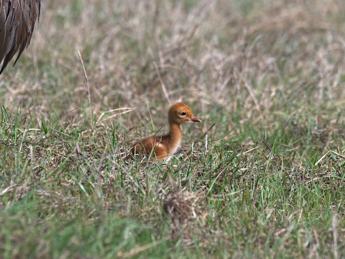 Sandhill Crane - ML633250439