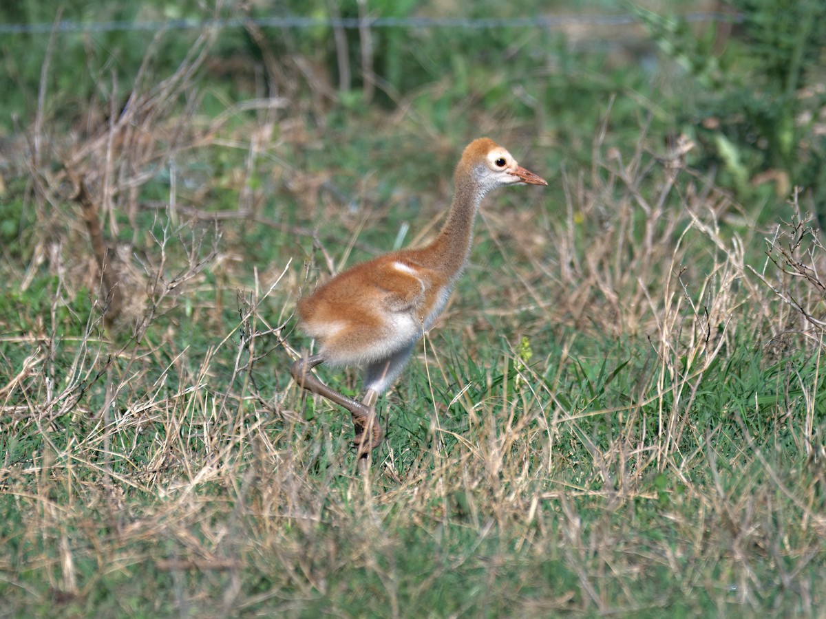 Sandhill Crane - ML633250441