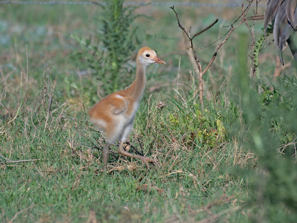 Sandhill Crane - ML633250443