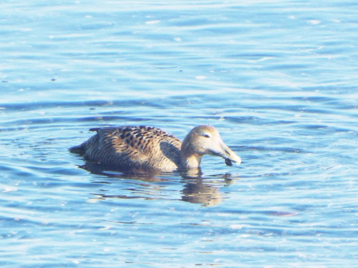 Common Eider (Northern) - ML633250493