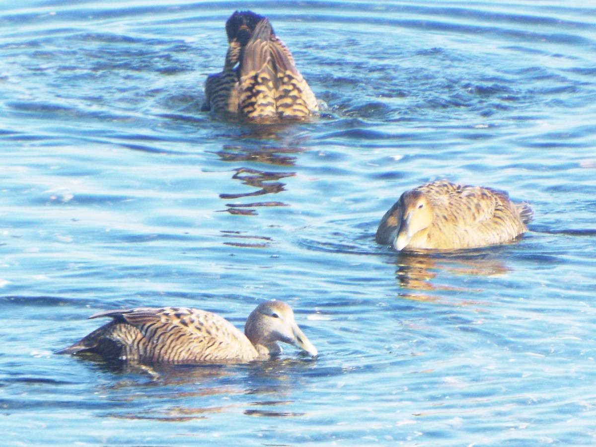 Common Eider (Northern) - ML633250494